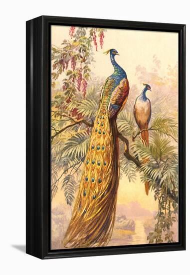 Peacock and Peahen, Illustration-null-Framed Stretched Canvas