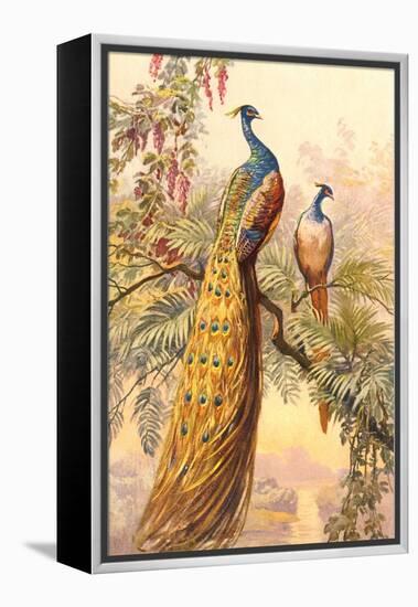 Peacock and Peahen, Illustration-null-Framed Stretched Canvas