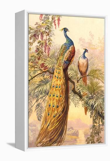 Peacock and Peahen, Illustration-null-Framed Stretched Canvas