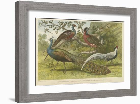 Peacock and Pheasants-null-Framed Giclee Print