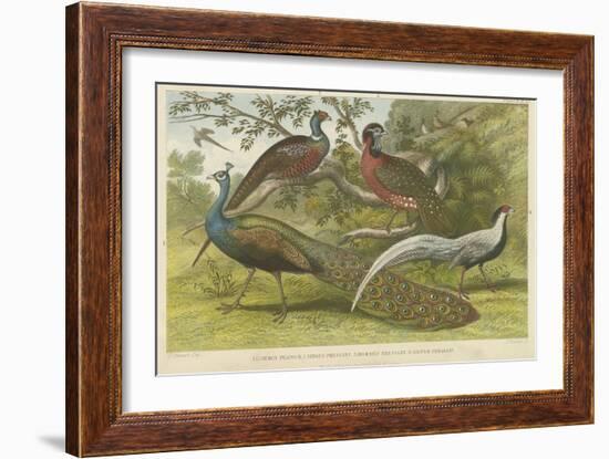 Peacock and Pheasants-null-Framed Giclee Print