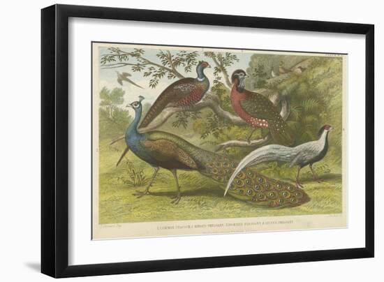 Peacock and Pheasants-null-Framed Giclee Print