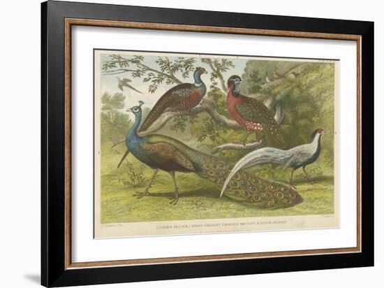 Peacock and Pheasants-null-Framed Giclee Print