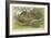 Peacock and Pheasants-null-Framed Giclee Print