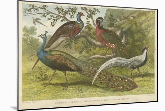 Peacock and Pheasants-null-Mounted Giclee Print