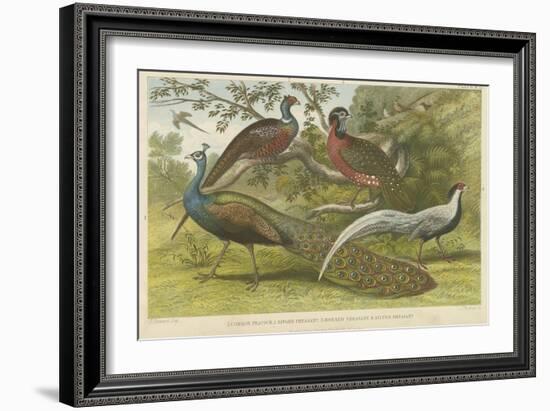 Peacock and Pheasants-null-Framed Giclee Print