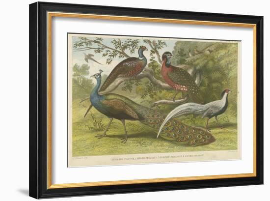 Peacock and Pheasants-null-Framed Giclee Print