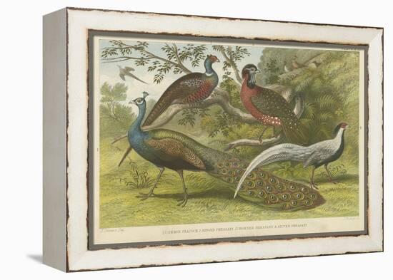 Peacock and Pheasants-null-Framed Premier Image Canvas