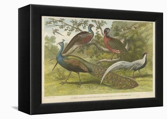 Peacock and Pheasants-null-Framed Premier Image Canvas