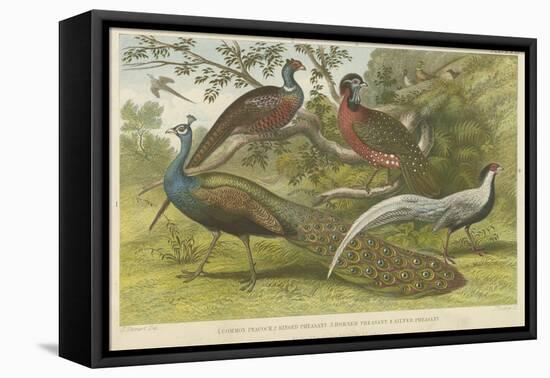 Peacock and Pheasants-null-Framed Premier Image Canvas