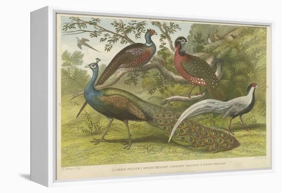 Peacock and Pheasants-null-Framed Premier Image Canvas