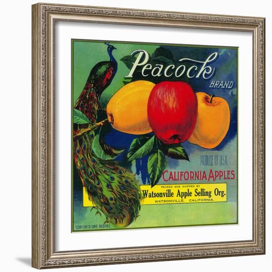 Peacock Apple Crate Label - Watsonville, CA-Lantern Press-Framed Art Print