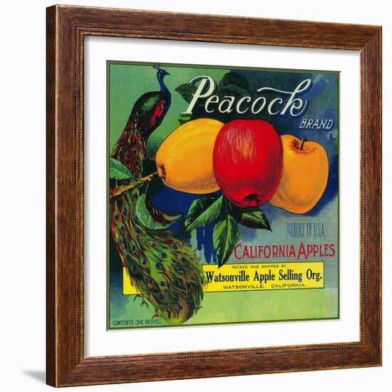 Peacock Apple Crate Label - Watsonville, CA-Lantern Press-Framed Art Print