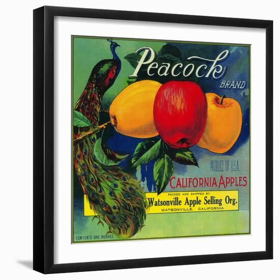 Peacock Apple Crate Label - Watsonville, CA-Lantern Press-Framed Art Print