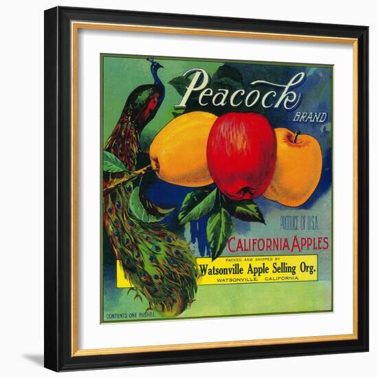 Peacock Apple Crate Label - Watsonville, CA-Lantern Press-Framed Art Print