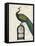 Peacock Birdcage II-Hugo Wild-Framed Stretched Canvas