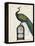 Peacock Birdcage II-Hugo Wild-Framed Stretched Canvas