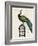 Peacock Birdcage II-Hugo Wild-Framed Art Print