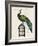 Peacock Birdcage II-Hugo Wild-Framed Art Print