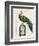 Peacock Birdcage II-Hugo Wild-Framed Art Print