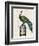 Peacock Birdcage II-Hugo Wild-Framed Art Print