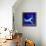 Peacock Blue, 2013-Nancy Moniz-Framed Premier Image Canvas displayed on a wall