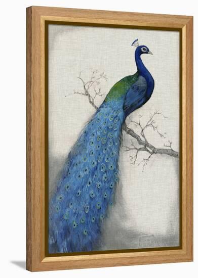 Peacock Blue I-Tim O'toole-Framed Stretched Canvas