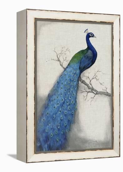 Peacock Blue I-Tim O'toole-Framed Stretched Canvas