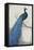 Peacock Blue I-Tim O'toole-Framed Stretched Canvas
