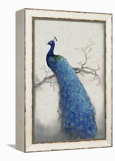 Peacock Blue II-Tim O'toole-Framed Stretched Canvas