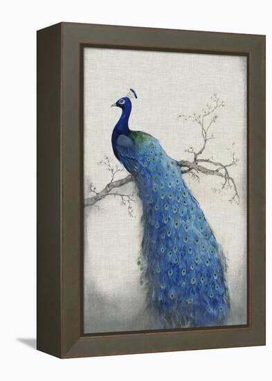 Peacock Blue II-Tim O'toole-Framed Stretched Canvas