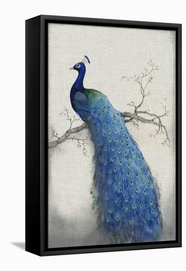 Peacock Blue II-Tim O'toole-Framed Stretched Canvas