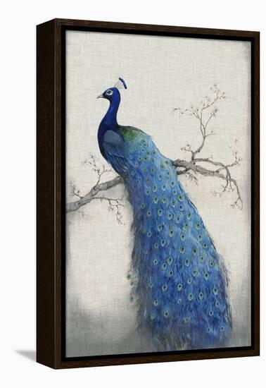 Peacock Blue II-Tim O'toole-Framed Stretched Canvas