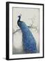Peacock Blue II-Tim O'toole-Framed Art Print