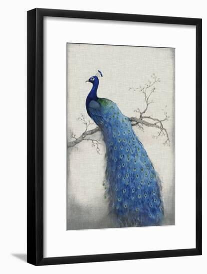 Peacock Blue II-Tim O'toole-Framed Art Print