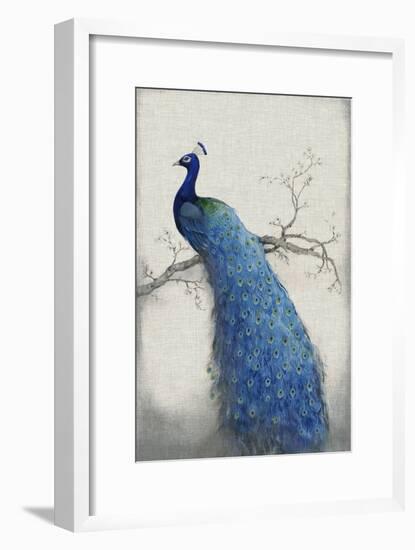 Peacock Blue II-Tim O'toole-Framed Art Print