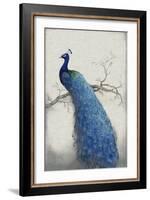 Peacock Blue II-Tim O'toole-Framed Art Print