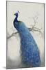 Peacock Blue II-Tim O'toole-Mounted Art Print