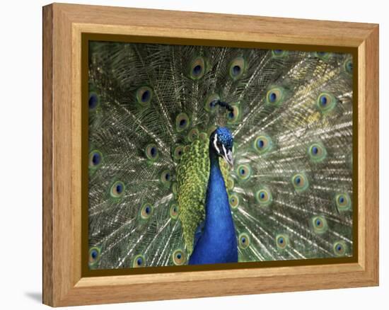 Peacock, Buchlovice, South Moravia, Czech Republic-Upperhall-Framed Premier Image Canvas