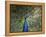 Peacock, Buchlovice, South Moravia, Czech Republic-Upperhall-Framed Premier Image Canvas