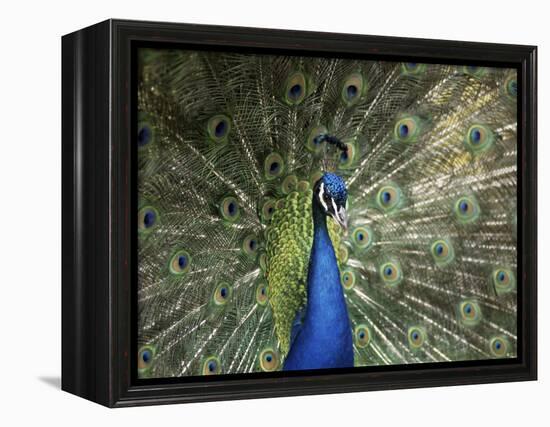 Peacock, Buchlovice, South Moravia, Czech Republic-Upperhall-Framed Premier Image Canvas