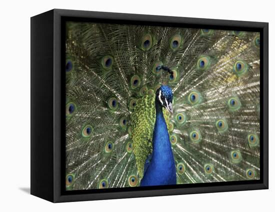 Peacock, Buchlovice, South Moravia, Czech Republic-Upperhall-Framed Premier Image Canvas