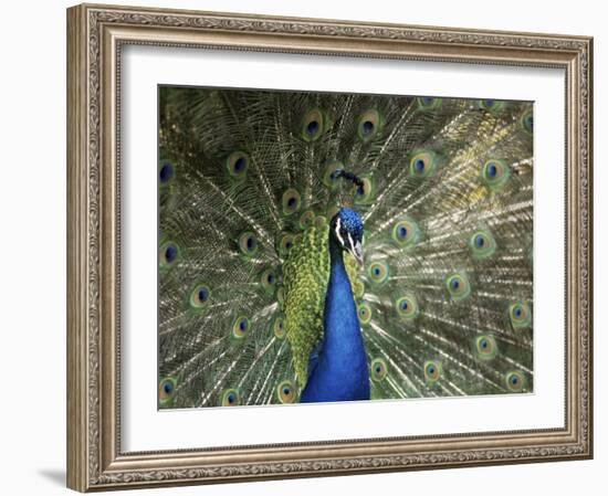 Peacock, Buchlovice, South Moravia, Czech Republic-Upperhall-Framed Photographic Print