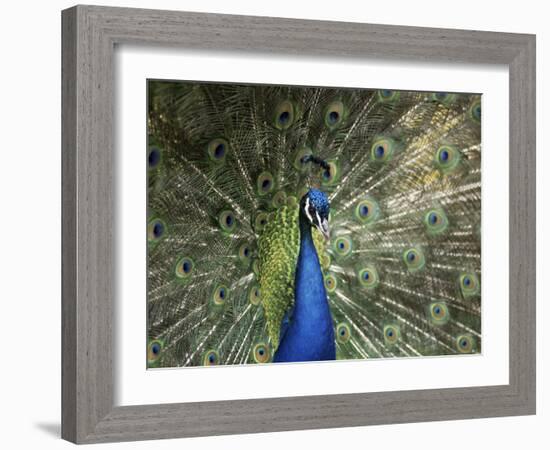 Peacock, Buchlovice, South Moravia, Czech Republic-Upperhall-Framed Photographic Print