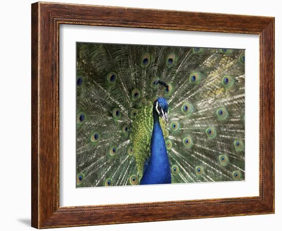 Peacock, Buchlovice, South Moravia, Czech Republic-Upperhall-Framed Photographic Print