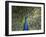 Peacock, Buchlovice, South Moravia, Czech Republic-Upperhall-Framed Photographic Print