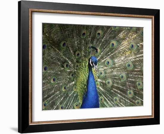 Peacock, Buchlovice, South Moravia, Czech Republic-Upperhall-Framed Photographic Print