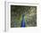 Peacock, Buchlovice, South Moravia, Czech Republic-Upperhall-Framed Photographic Print