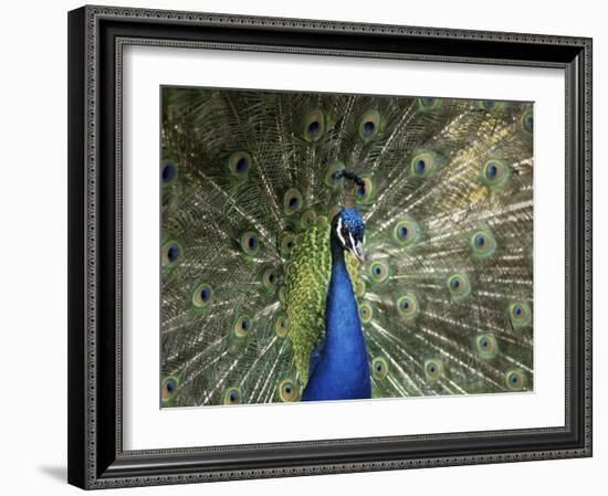 Peacock, Buchlovice, South Moravia, Czech Republic-Upperhall-Framed Photographic Print