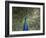 Peacock, Buchlovice, South Moravia, Czech Republic-Upperhall-Framed Photographic Print